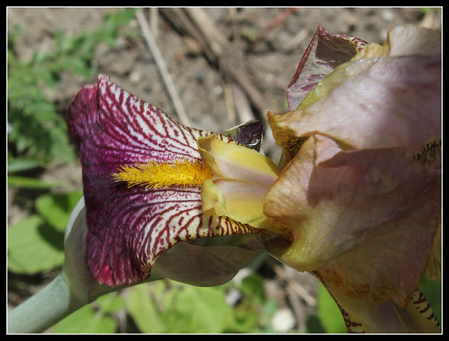 Iris jacquesiana (9)