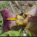 Iris jacquesiana (9)