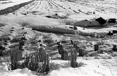 Rice paddy covered with snow