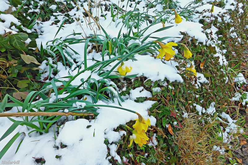 Melting Snows   /   March 2018