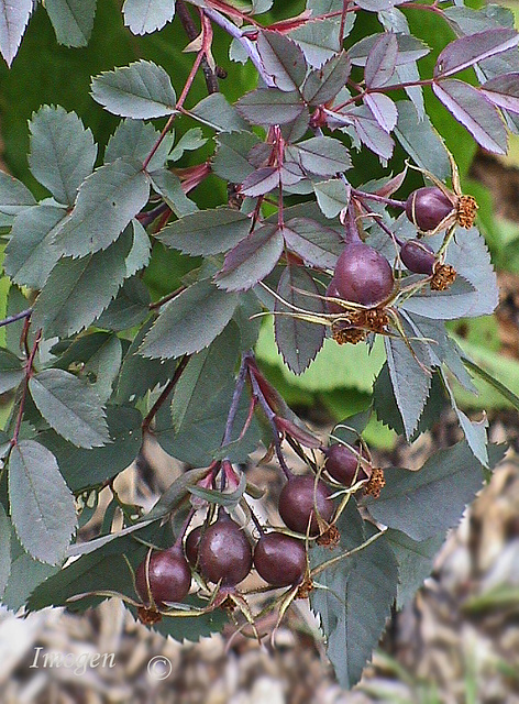 Autumn Rosehips