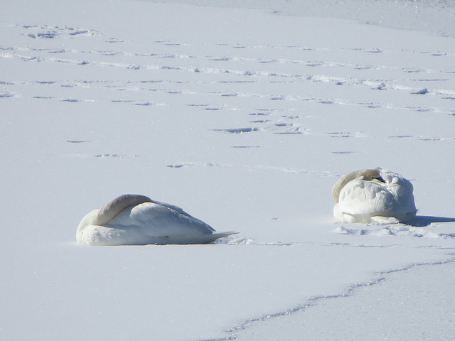White-on-white, swans perfectly comfortable on the snow-covered ice.