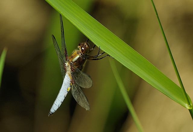 Libellula depressa