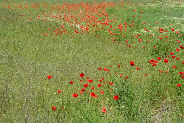 Bulgaria, Rupite, The Meadow with Red Poppies