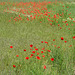 Bulgaria, Rupite, The Meadow with Red Poppies
