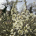 Blackthorn in flower