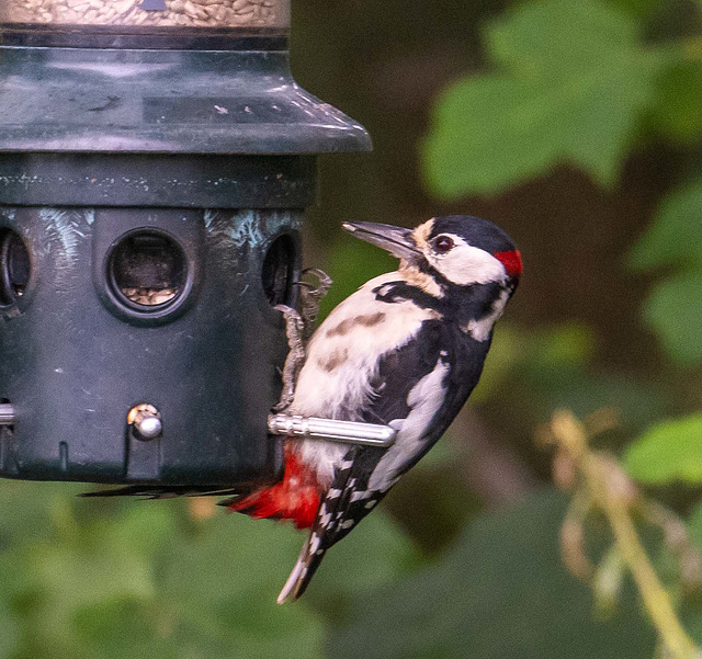 Great spotted woodpecker