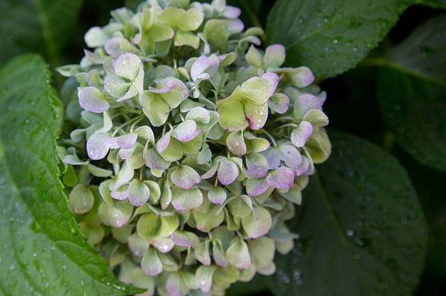 Hydrangea