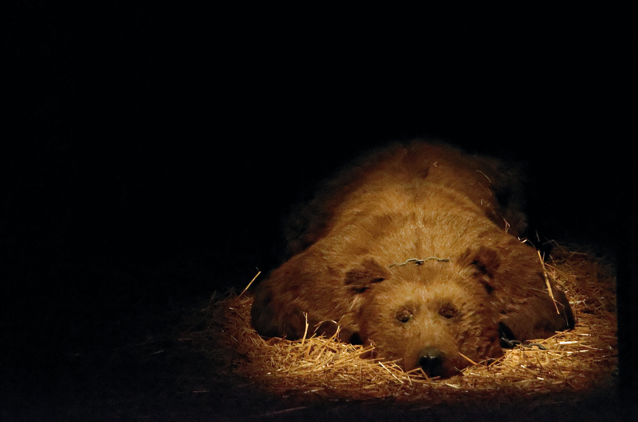 L'ours du château