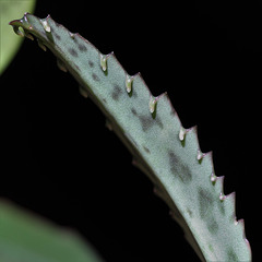 Clônage en série sur Kalanchoé