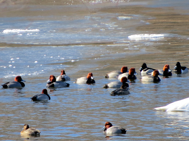 Redhead Ducks (Aythya americana) at the nature center today.