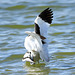 accouplement avocette