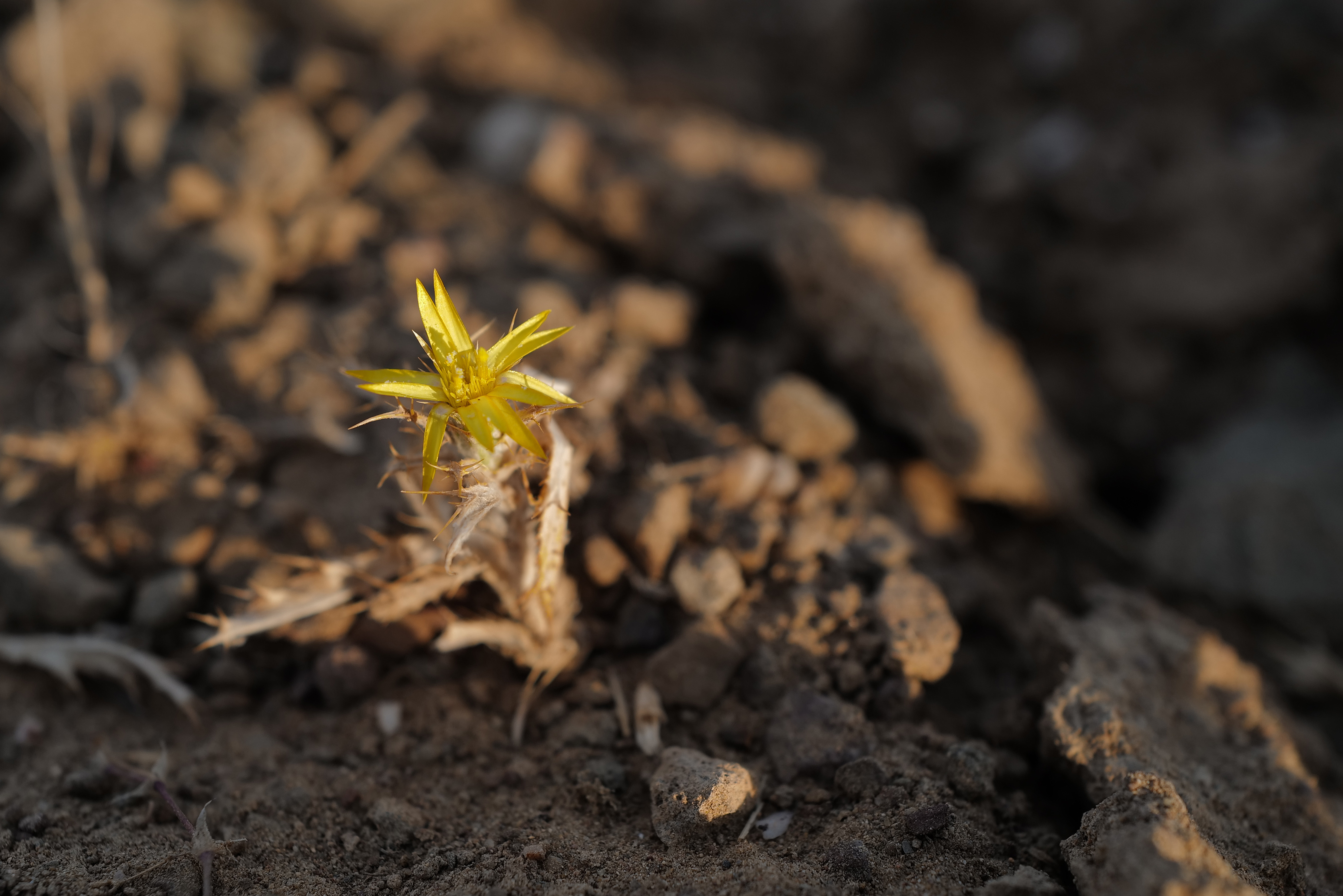 Carlina corymbosa, Penedos, Mértola