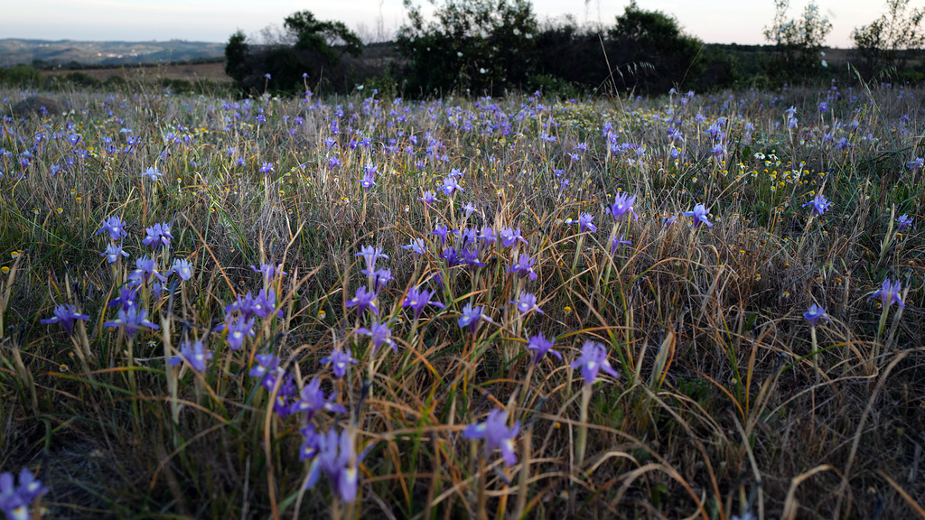 Gynandriris sisyrinchium, Penedos