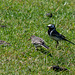 Pied Wagtail feeding youngster