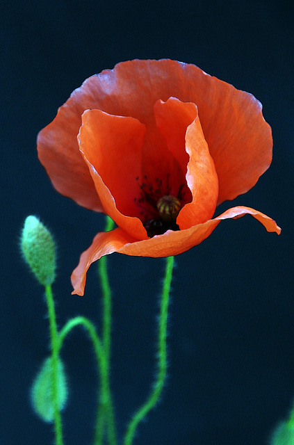 Le temps des coquelicots est terminé .