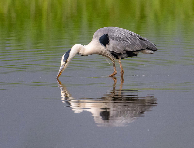 Grey heron