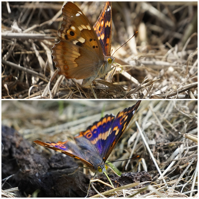 Der schillernde Falter - The dazzling butterfly