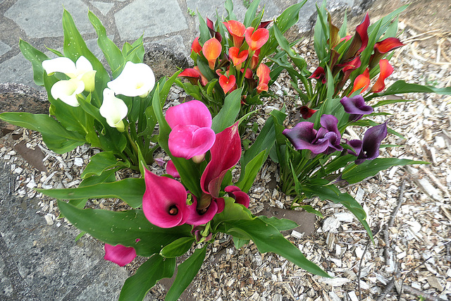 Bouquet de Callas au jardin...