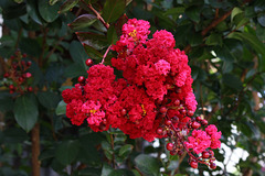 19/365 2026 Red