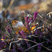 The light illuminates the colors of the heather