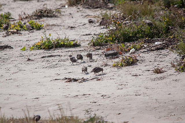 20140908 3453RTw [NL] Steinwälzer (Arenaria interpres), Terschelling