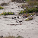 20140908 3453RTw [NL] Steinwälzer (Arenaria interpres), Terschelling