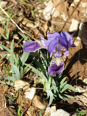 ...iris en fleur,hier,dans la colline...