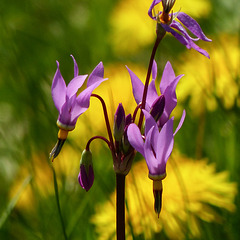 Shooting stars / Dodecatheon sp. (and Dandelions)