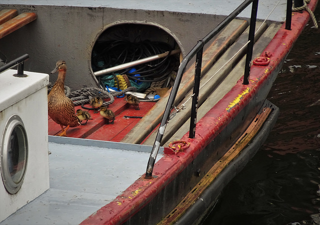 Historischer Hafen 5