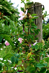 Thorns around the fence post. HFF!