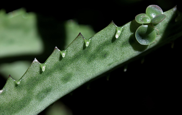 Clônage en série sur Kalanchoé