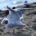 acouplement mouette rieuse