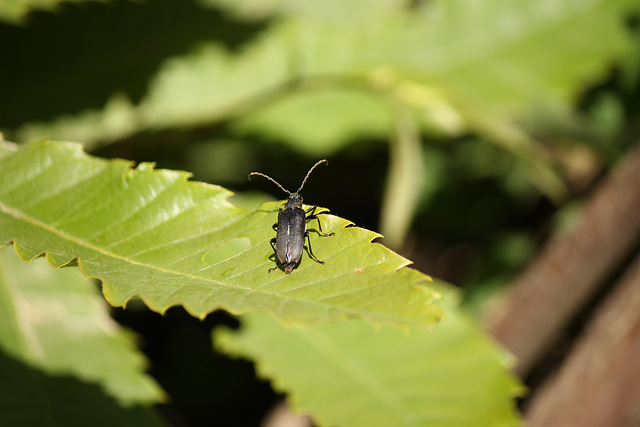 Poss. Stictoleptura scutellata