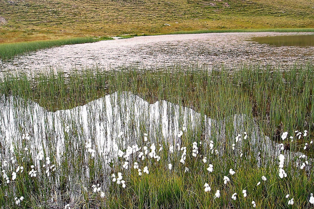 Linaigrettes (Suisse)