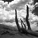 Bryce Canyon Nat Park, Utah Invoking, BW