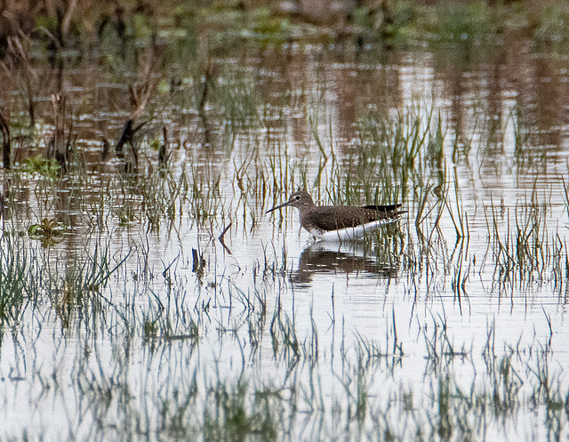 A wader at Burton wetlands