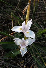 Gynandriris sisyrinchium