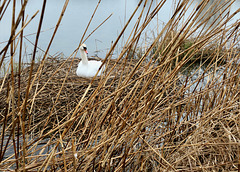 Schwan auf dem Nest  (PiPs)