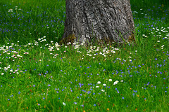 Blumenwiese (5 PiPs)