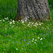Blumenwiese (5 PiPs)