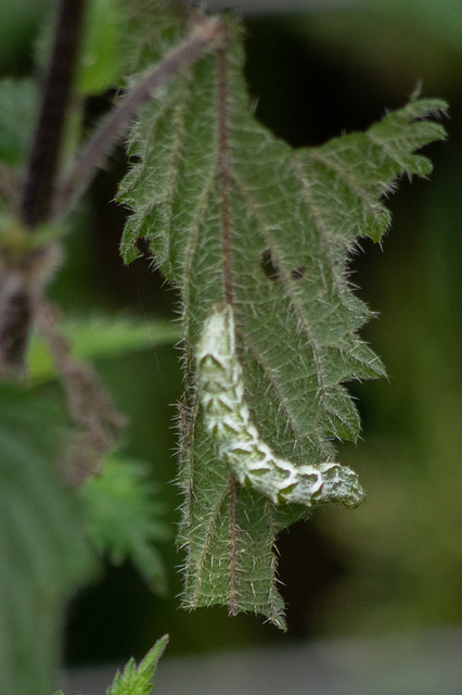caterpillar on nettle  (unknown species)