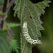 caterpillar on nettle  (unknown species)