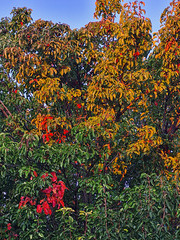 Manchurian pear autumn