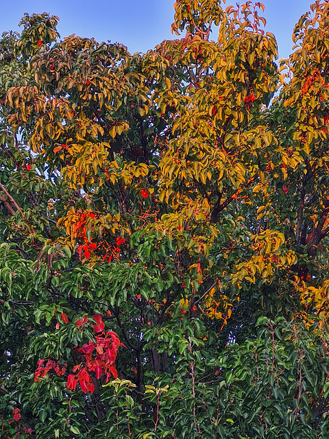 Manchurian pear autumn