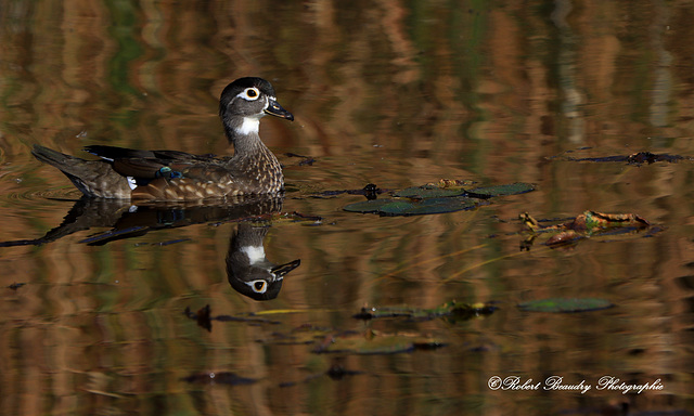 Canard branchu ( femelle )