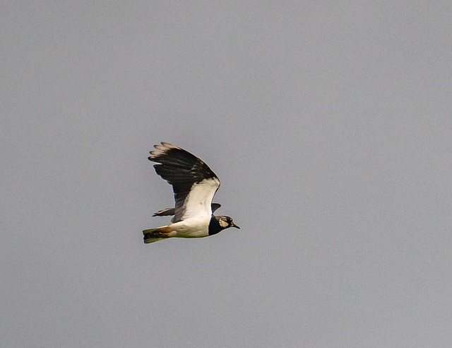 Lapwing