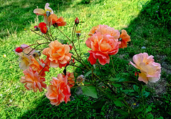 September roses