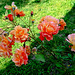 September roses
