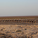 Camel Train Near Harmadela